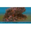 Haldorádó Pellet Bomb Fishing Bait, Mango Flavour, Slow Release Formula,