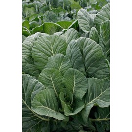 Georgia Southern Collard Greens Heirloom Premium Seeds for Planting Packet