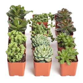 Shop Succulents | Green Live Plants, Hand Selected Variety Pack of Mini Succulents | Collection of 12 in 2 pots