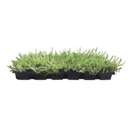 St. Augustine 'Floratam' 3 Inch Sod Plugs - 6 Extra Large Live Plugs - Drought, Salt and Shade Tolerant Turf Grass