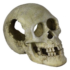 Reptiles Planet Sleeping Hollow Skull, 16 x 10 x 12 cm