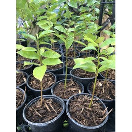 Soursop 1 Well Rooted  Muricata Soursop Guanabana Plant Tree 5 - 6 Inches Mang Cầu