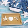 JQAQJU Starfish and Scallop Shells for Crafts 12PCS, Large Seashells