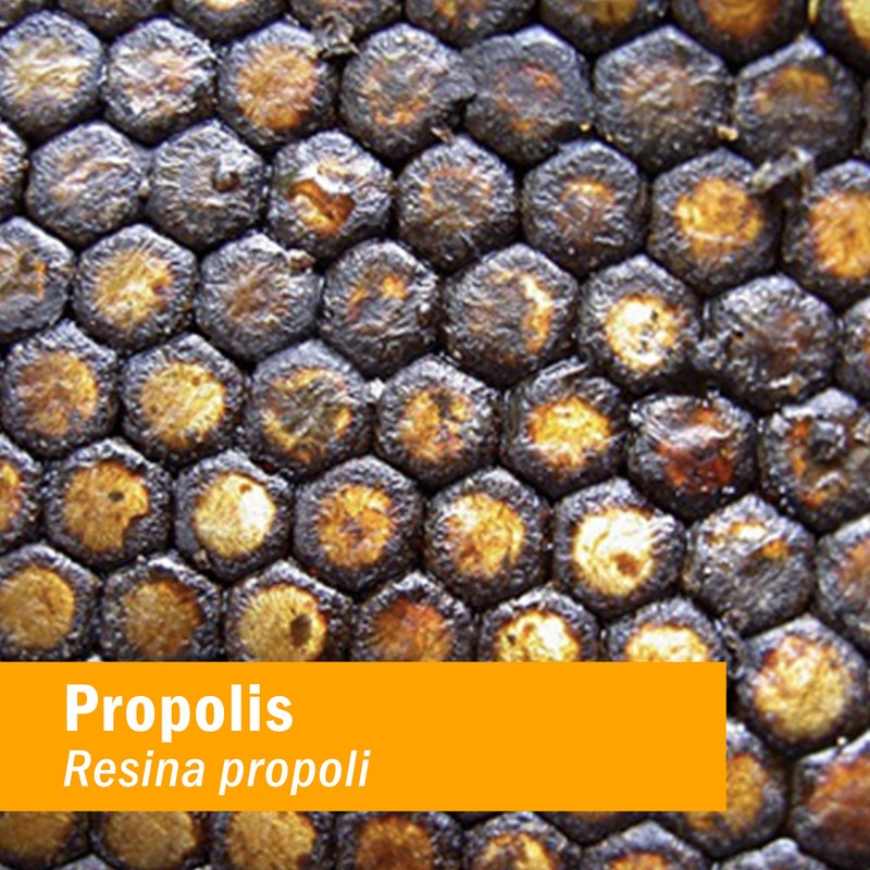 Herb Pharm Propolis Liquid Extract for Immune System Support -