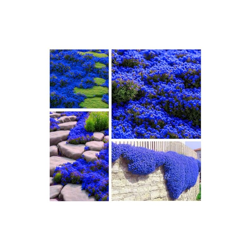 Magic Blue Creeping Thyme Seeds for Planting-16000PCS Thymus Serpyllum Heirloom
