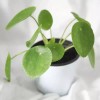 Philea 필레아 페페 [필레아 페페 + 비오코 모카토분(13호)+받침] Pilea Peperomioides [Pilea Peperomioides + Bioko Mocatofun (No. 13) + Saucer]