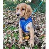 Bunty Dog Harness X-Small Dog - Lightweight Durable Design, Breathable