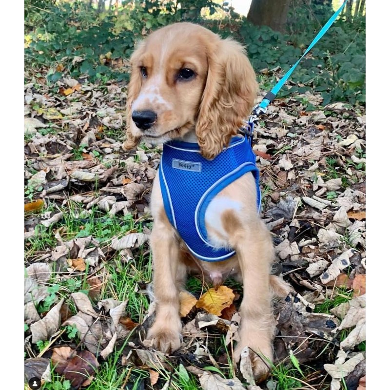 Bunty Dog Harness X-Small Dog - Lightweight Durable Design, Breathable