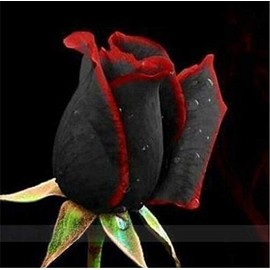 Rare Rose Seeds Black Rose Flower with Red Edge Rare Rose Flowers Seeds 100 Pcs