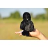 TAMMYFLYFLY Lifelike Crow Bird Plush Stuffed Animal Toy Yellow Bird