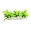 Aquarium Plants Factory Anubias Golden Tissue Culture Vitro APF Aquarium