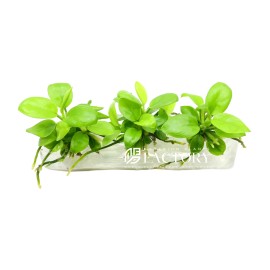 Aquarium Plants Factory Anubias Golden Tissue Culture Vitro APF Aquarium Plants Factory®