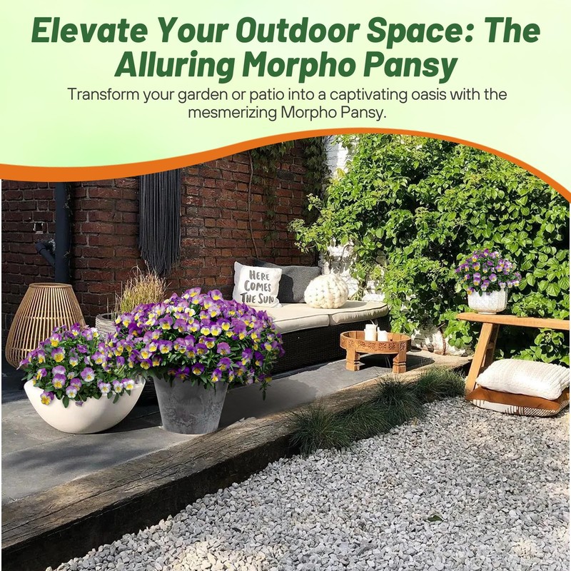 Outsidepride 100 Seeds Viola Pansy Ultima Morpho Flower Seeds for