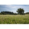 Ladino Clover Seed: Nitro-Coated, Inoculated - 10 LBS