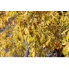 CZ Grain 30 Arizona Ash Tree Seeds for Planting -