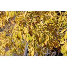 CZ Grain 30 Arizona Ash Tree Seeds for Planting - Fraxinus Velutina