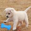 JQCUJQA Dog Squeaky Bone Chew Toy for Aggressive Chewers,Durable Dog