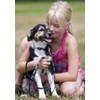 LupinePet Originals 1/2" Bling Bonz 8-12" Adjustable Collar for Small