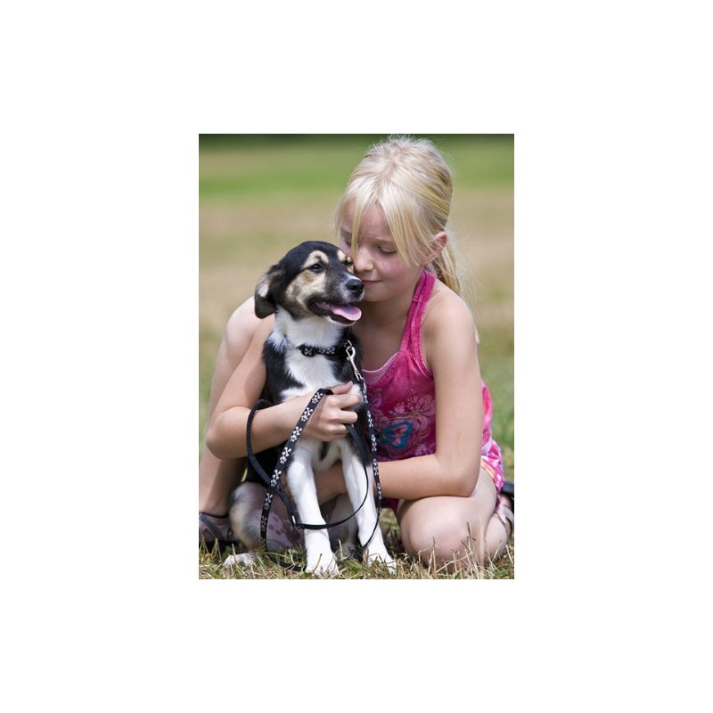 LupinePet Originals 1/2" Bling Bonz 8-12" Adjustable Collar for Small