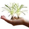Variegated Liriope | 3 Live Bare Root Pips | Liriope