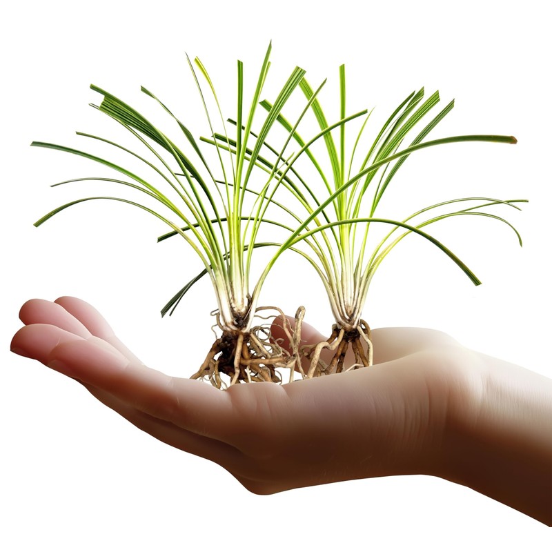 Variegated Liriope | 3 Live Bare Root Pips | Liriope