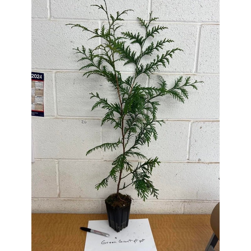 Arborvitae Green Giant 12-18" Tall Live Plant in 4" Pot