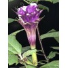 Buy Rare Seeds Datura metel Triple Purple | 20_Seeds