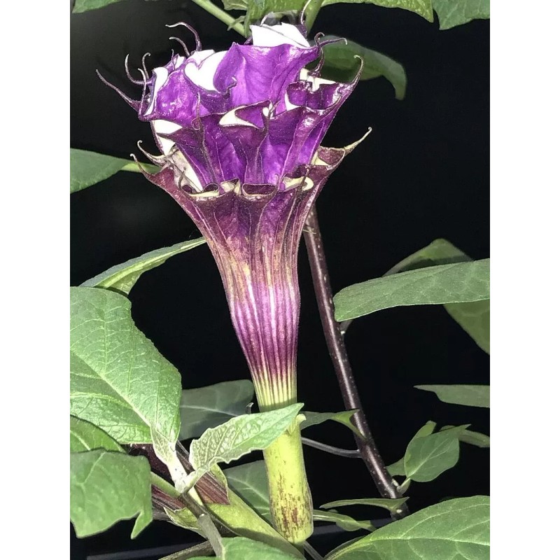 Buy Rare Seeds Datura metel Triple Purple | 20_Seeds
