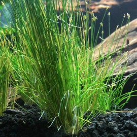 Dwarf Hairgrass Potted (Eleocharis Acicularis Mini) Carpet Freshwater Live Aquarium Plants