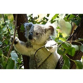 Dufte Momente Whirlpool Eucalyptus Fragrance - 500 ml in PET Bottle with Drip Cap and Child Safety Lock