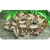 Boa Constrictor Wildlife Rectangle Aluminium Fridge Magnet Fantastic Souvenir