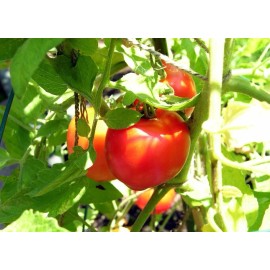 Southeast Seeds Creole Tomato Seeds, Heat Tolerant, Gulf Region Heirloom, NON-GMO, FREE SHIPPING - 125 Seeds