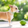 UP URARA PUP Summer Dog Collar-Refreshing Lime Pet Collars-Adjustable, Comfortable