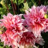 100+ Dahlia Labyrinth Flower Seeds - Exotic Labyrinth Dahlia Seeds