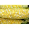 Peaches and Cream Hybrid (se) - Corn Seeds - Non-GMO