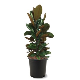 American Plant Exchange Southern Magnolia, DD Blanchard Tree, 3 Gallon Pot, 2-3ft Tall, Large Live Outdoor Landscape Garden Plant, White Flowering Blooms, Easy Care