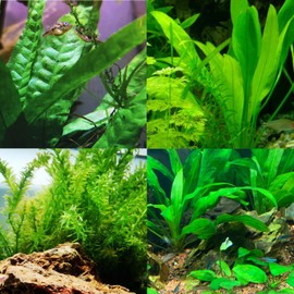 Java Fern Tropical Freshwater Live Aquarium Plant Decorations 3 Days BUY2GET1FREE_AB