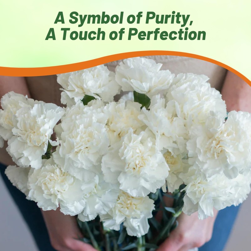 Outsidepride White Carnation Seeds - 2000 Pcs Biennial, Easy to