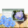 Outsidepride Sky Blue Flax Seeds - 2000 Pcs Annual Flower