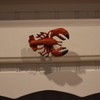 TG,LLC Treasure Gurus Red Nautical Lobster Metal Drawer Pull Dresser