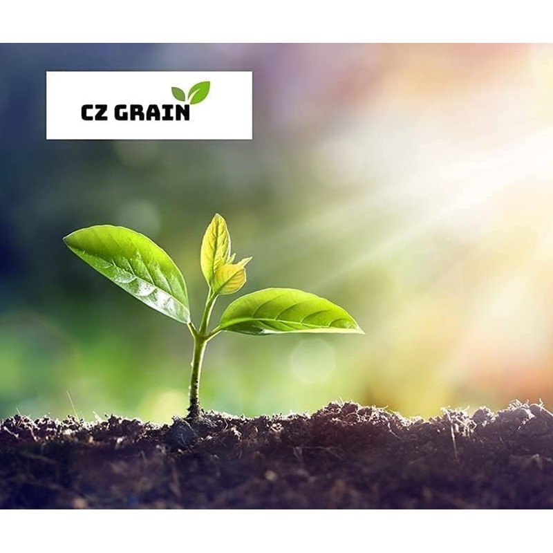 White Warty Specter Pumpkin Seeds for Planting (10 Seeds) -