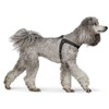 HUNTER Dimaro Dog Harness, Colour: Black, Soft and Robust Cowhide