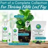 Houseplant Resource Center Fiddle Leaf Fig 3-in-1 Soil Moisture Meter