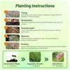 Outsidepride Rhynchelytrum Ruby Grass Seeds - 100 Pcs, Perennial Drought-Tolerant