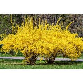 CZ Grain Weeping Forsythia Bush Seeds for Planting (50 Seeds) - Forsythia suspensa