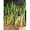 Lucky Bamboo Plants 100 LUCKY BAMBOO PLANTS 4" Free 5