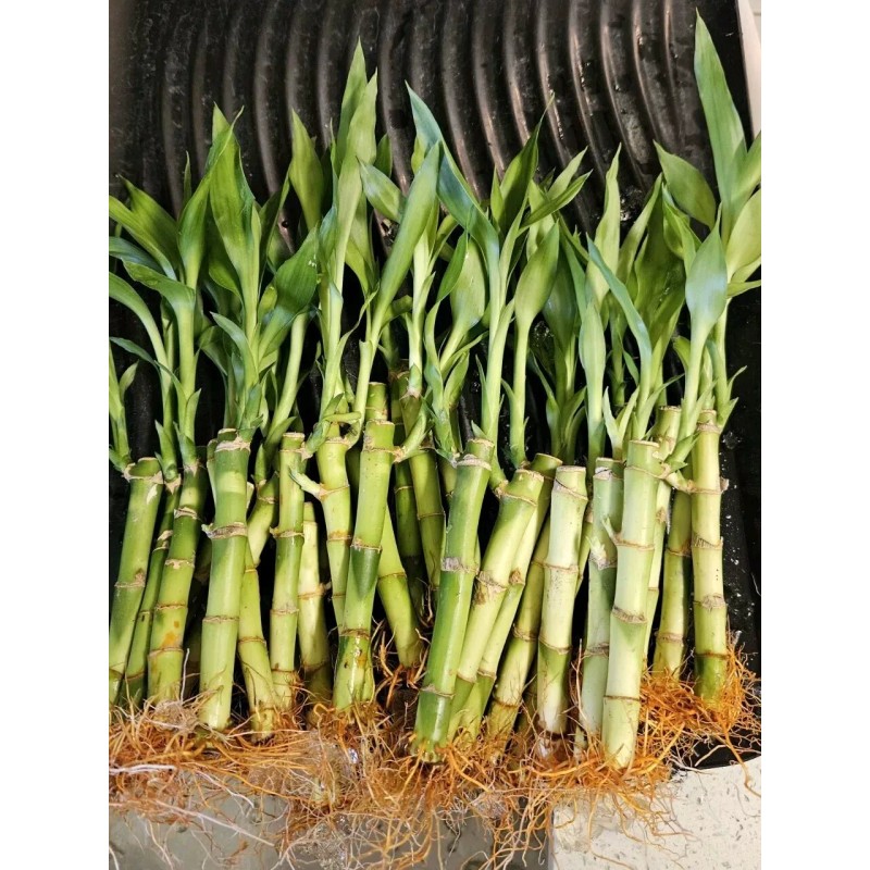 Lucky Bamboo Plants 100 LUCKY BAMBOO PLANTS 4" Free 5