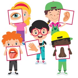 StikArt 5 Five Senses Calcomanías para pared con olor a oído, tacto (1 pie por 60 cm)