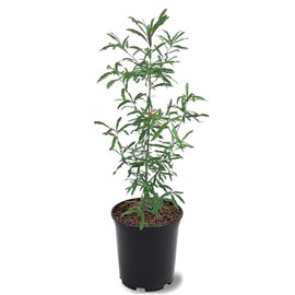 Generic Willow Oak, Deciduous, Shade Tree, Fast-Growing, Acorn Bearing, 1 gal,Nursery Pot, Green
