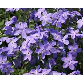 50 Sherwood Phlox Seeds Flower Perennial Seed Flowers Butterfly Perennial Flower Garden Seed Flowers Seed Flower